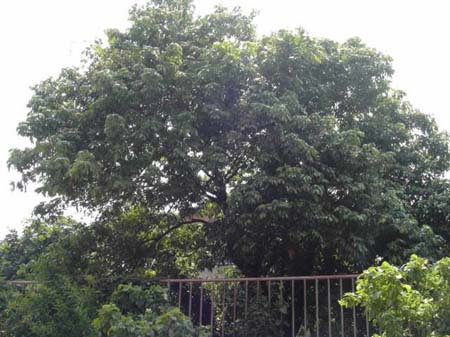 “宋家香”长时间没人照料(图)